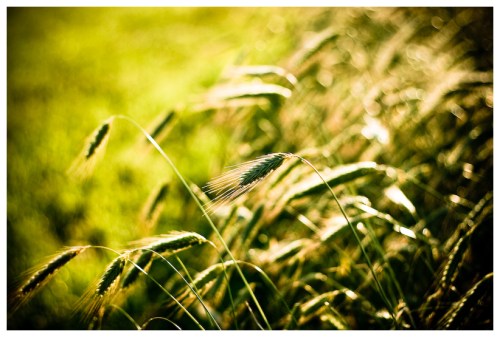 2696280343_5571067f9a_o-1