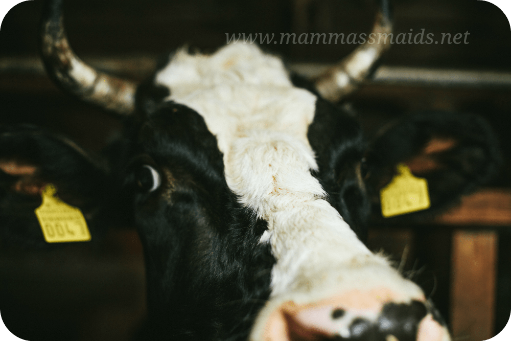 Siera-eksperiments-02r