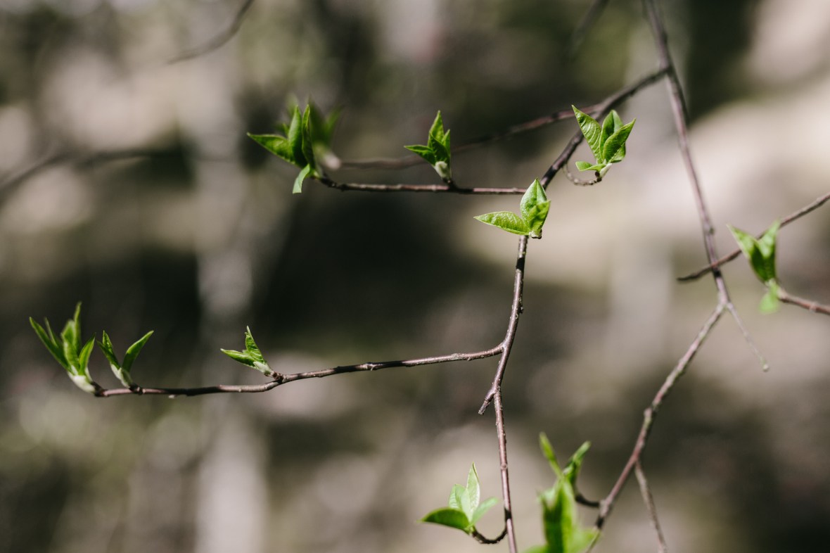 Saulkrasti-042017-010