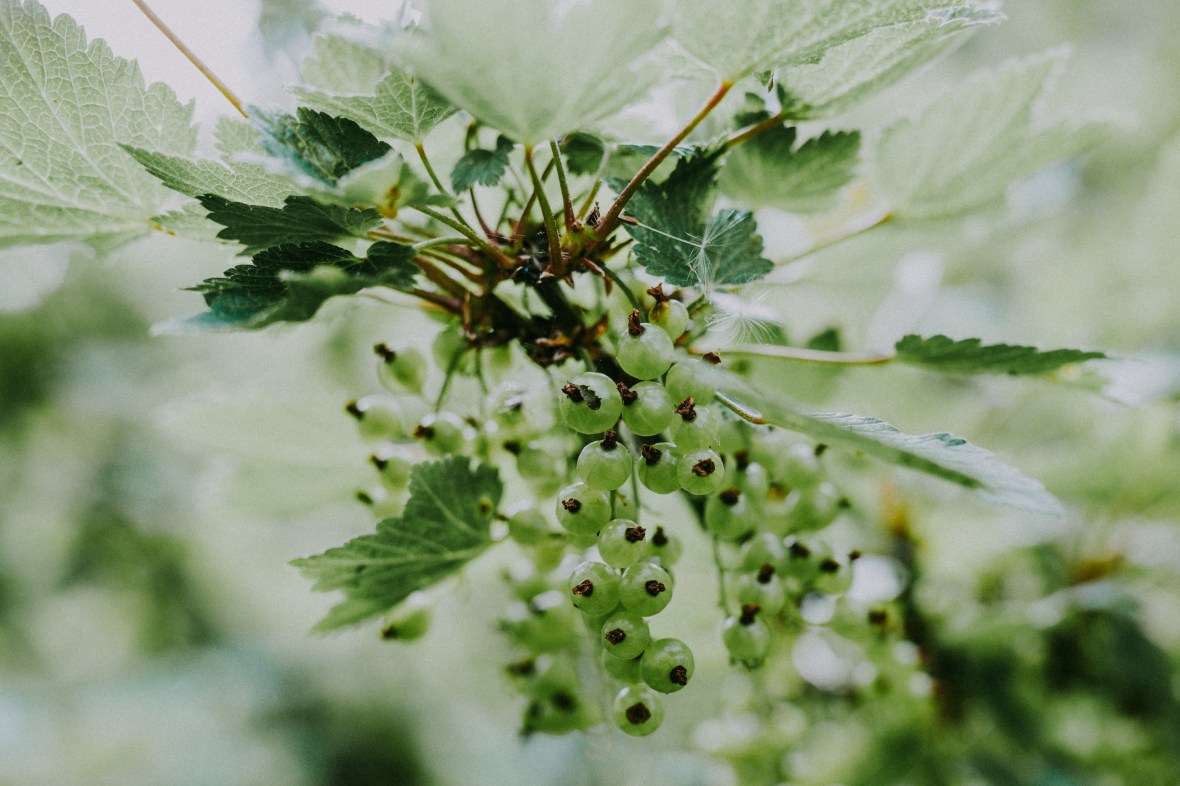 Valmiera-Jun2017-007